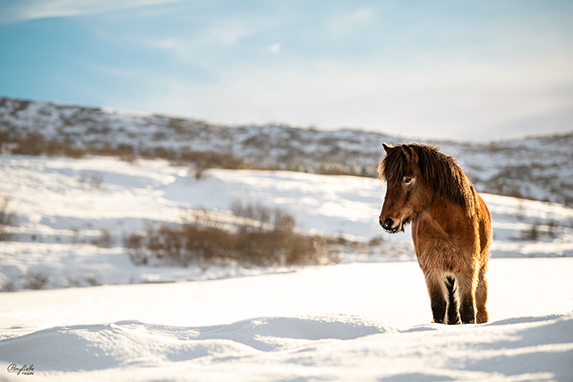 Schnee Sonne Islandpferd Winterbild Fotografie Pferdefotografie