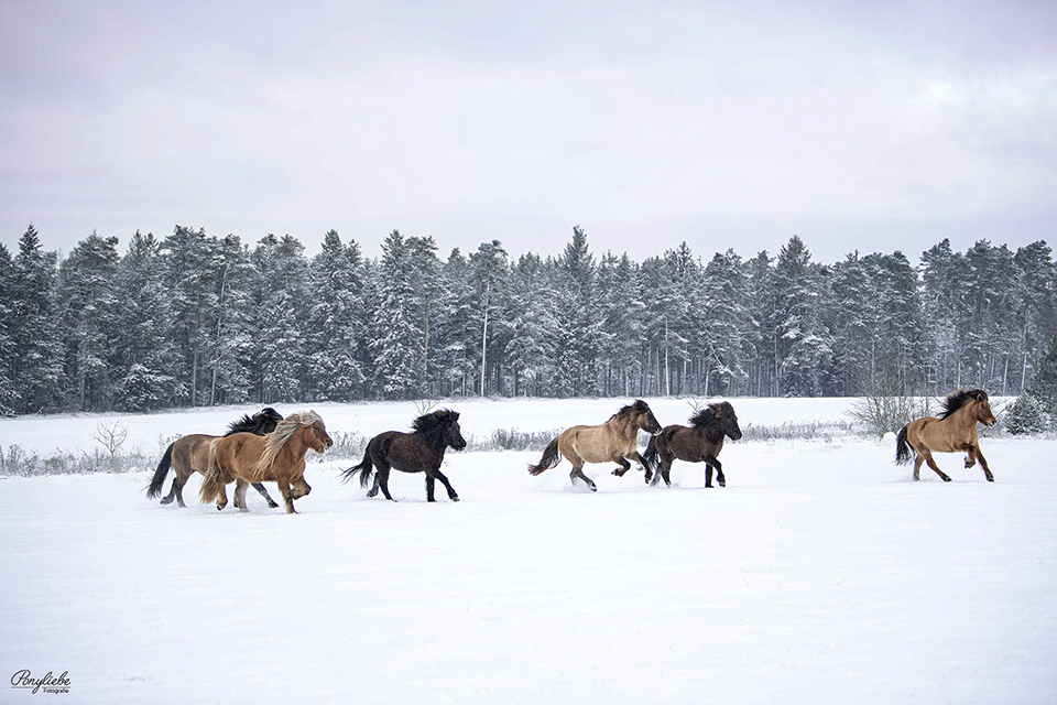 herde-isländer-pferdefotografie
