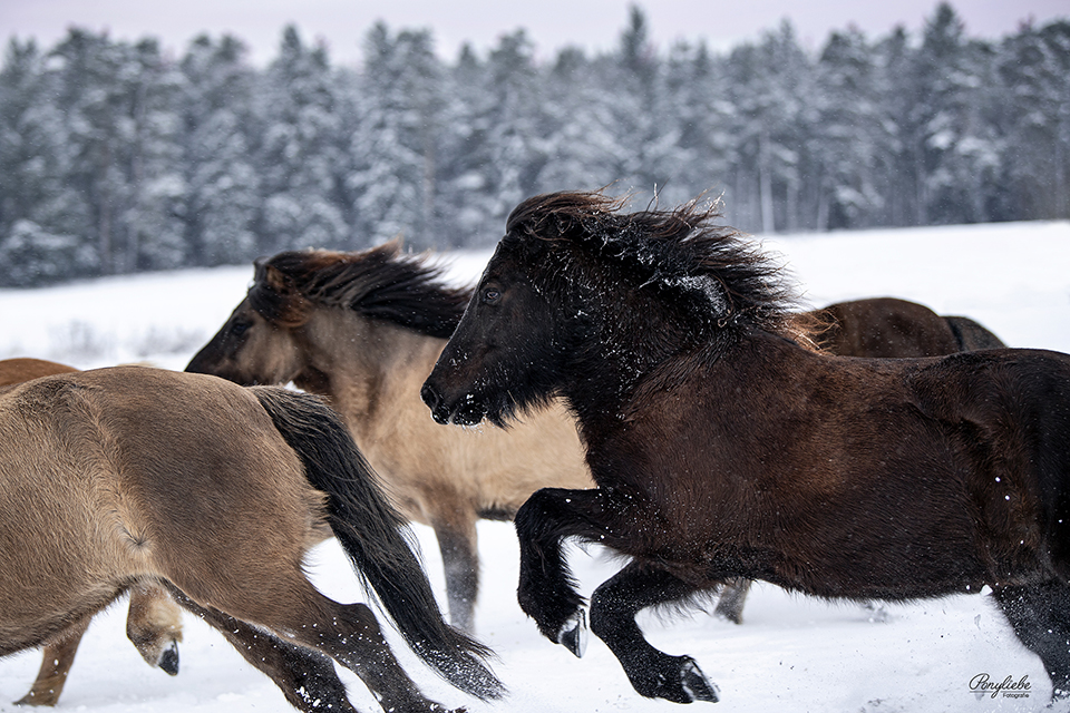 isländer-pferdefotografie-herde-freilauf-winterbilder-schnee