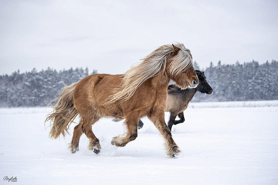 isländer-schnee-winterbild-ponyliebe-freilauf-herde