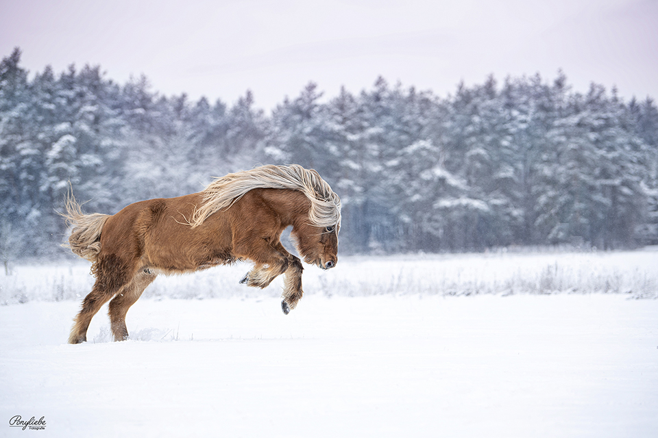 schnee-isländer-galopp-lebensfreude-ponyliebe