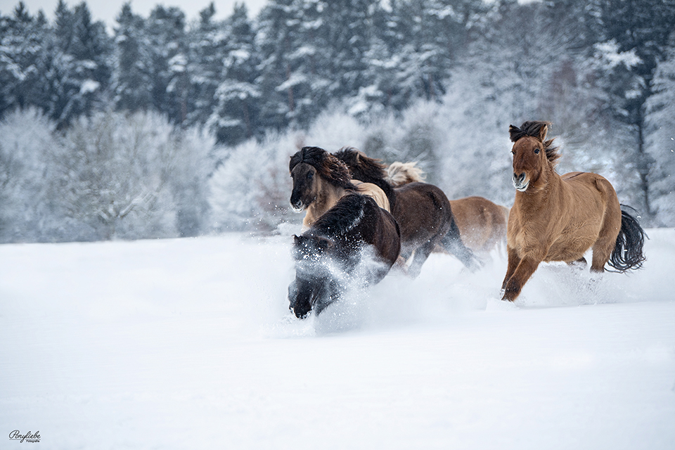 schnee-ponyliebe-isländer-herde-freilauf
