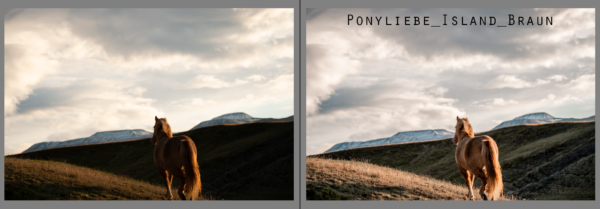 Lightroom Ponyliebe Pferdefotografie Presets Island