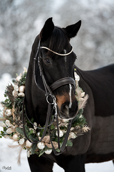 Pferdefotografie Weihnachtskranz Schnee Dressur Kandare Fotoshooting Ponyliebe