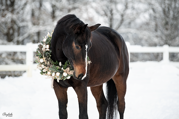 Pferdefotografie Weihnachtskranz Schnee Fotoshooting Ponyliebe Trense
