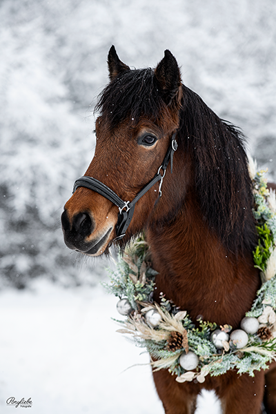 Pferdefotografie Weihnachtskranz Schnee Isländer Fotoshooting Ponyliebe