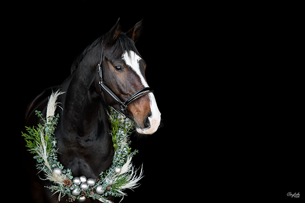 Pferdefotografie Weihnachtskranz schwarzer Hintergrund Dressur Fotoshooting Ponyliebe