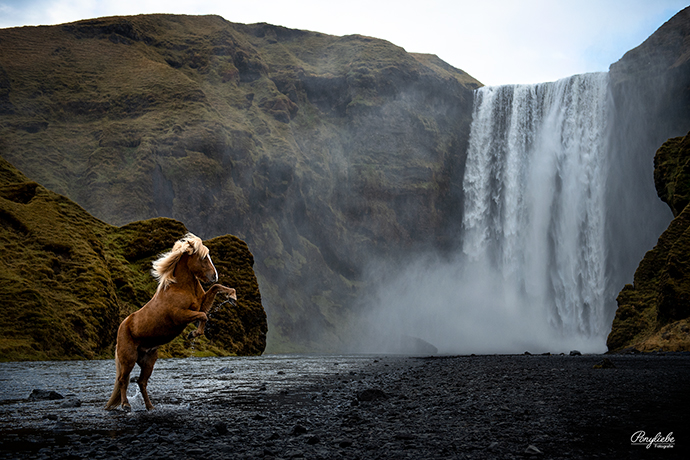 Steigendes Pferd Isländer Wasserfall Ponyliebe Fotografie