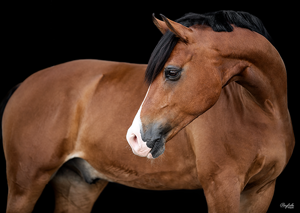 schwarzer Hintergrund Pferdefotografie Dressur Großpferd