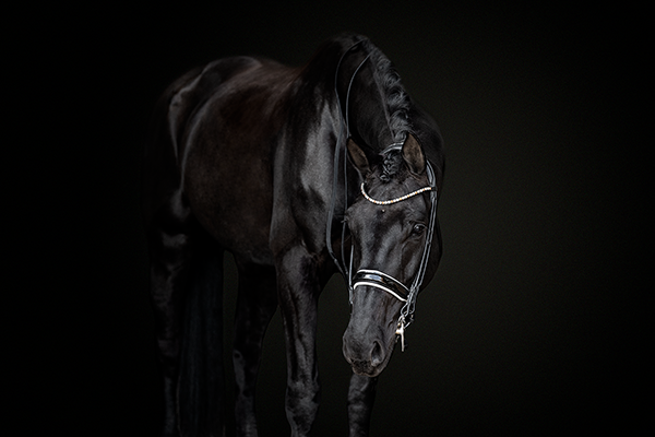 schwarzer Hintergrund Pferdefotografie Dressur Kandare Großpferd schwarz Rappe