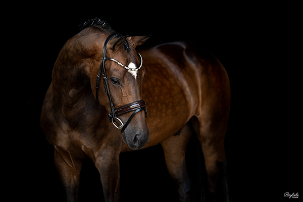 schwarzer Hintergrund Pferdefotografie Dressur Trense Ponyliebe Großpferd