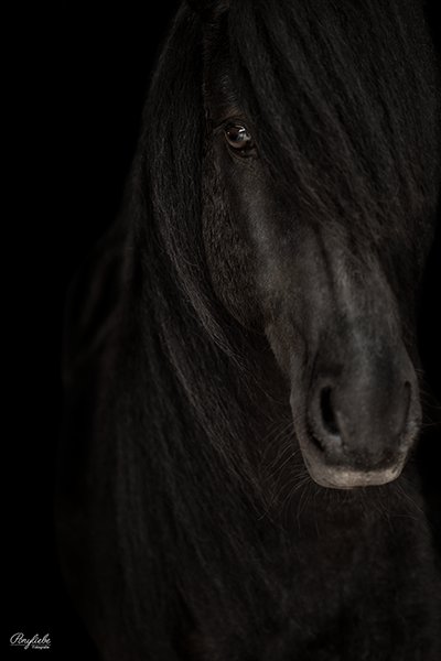 schwarzer Hintergrund Pferdefotografie Isländer Pony Mähne Close Up Detail