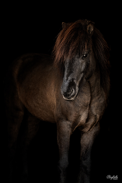 schwarzer Hintergrund Pferdefotografie Isländer Pony Mähne