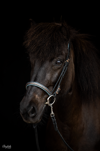 schwarzer Hintergrund Pferdefotografie Isländer Pony Portrait Trense