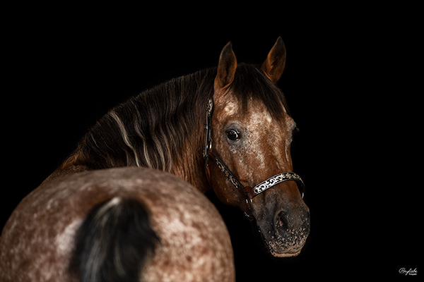 schwarzer Hintergrund Pferdefotografie Quarter Paint Westernpferd