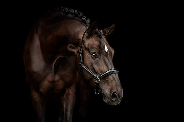 schwarzer Hintergrund Pferdefotografie Spanier PRE Großpferd