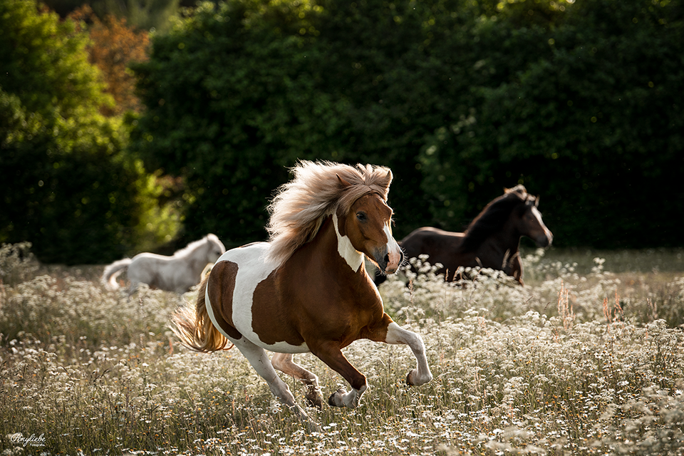 Portfolio Tag Ponyliebe Pferdefotografie Fohlen Isländer