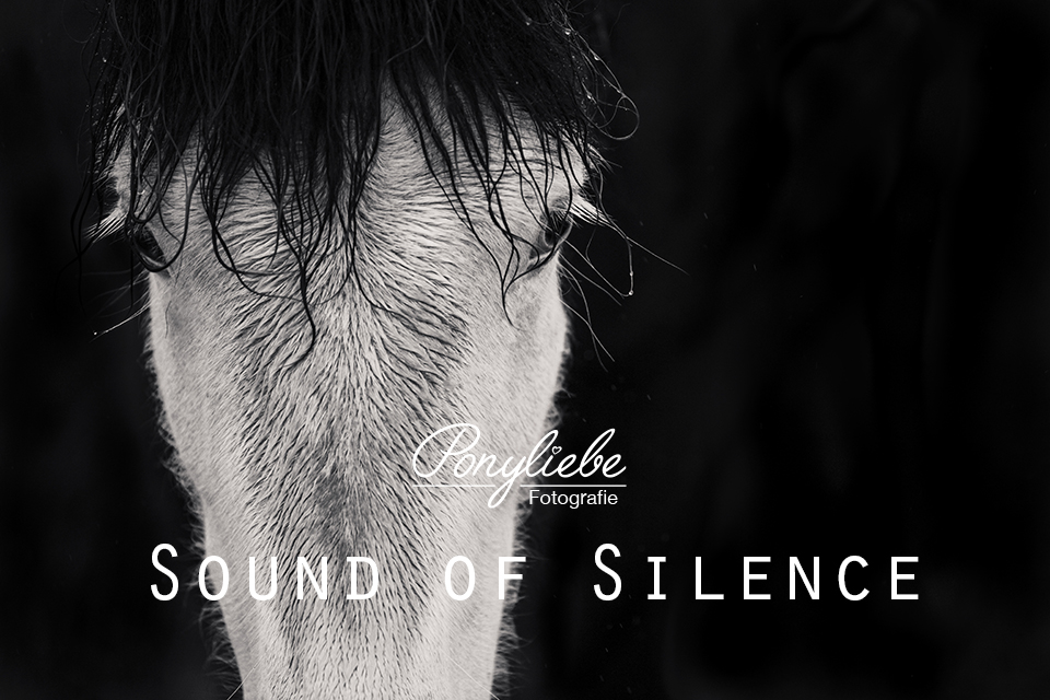Vorschaubild soundofsilence_fotoserie_ponyliebe_schwarz weiß Pferdefotografie Islandpferd