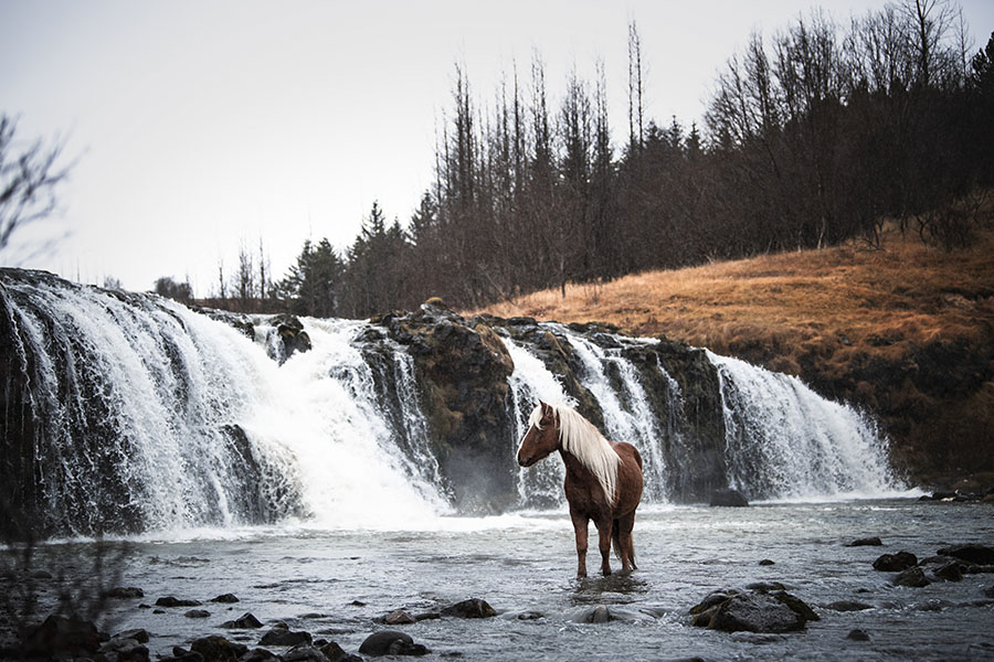 chasingwaterfalls_Hveragerdi_Herbst_Fuchs