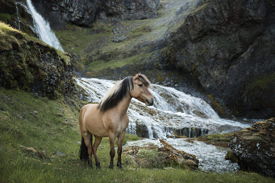 chasingwaterfalls_Kvernáfoss_Falbe_Gras