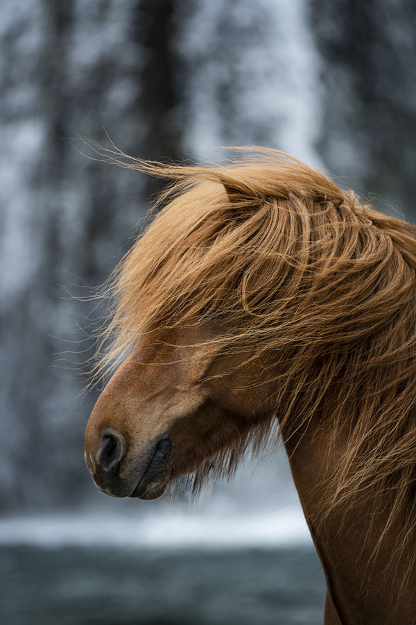 chasingwaterfalls_Stjórnarfoss_Fuchs_Isländer_Hochkant