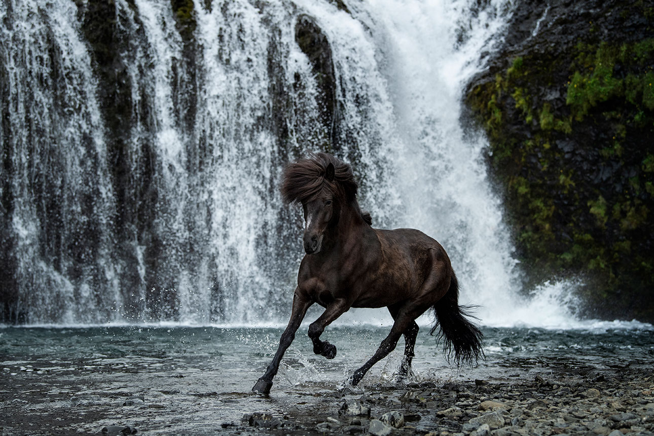 chasingwaterfalls_Stjórnarfoss_Rappe_Isländer_Galopp