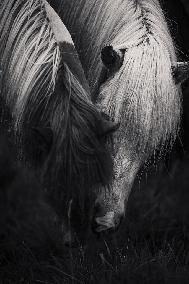 soundofsilence_fotoserie_ponyliebe_schwarz weiß Pferdefotografie Grasen Wiese Junghengste