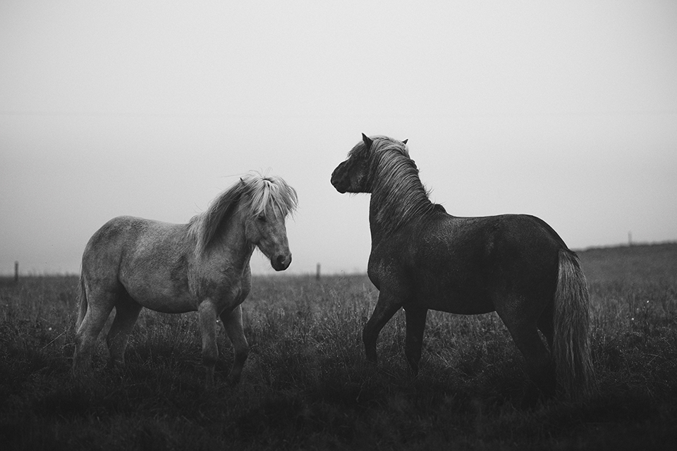 soundofsilence_fotoserie_ponyliebe_schwarz weiß Pferdefotografie Hengste