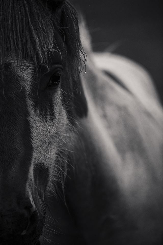 soundofsilence_fotoserie_ponyliebe_schwarz weiß Pferdefotografie Islandpferd Helmschecke Schecke