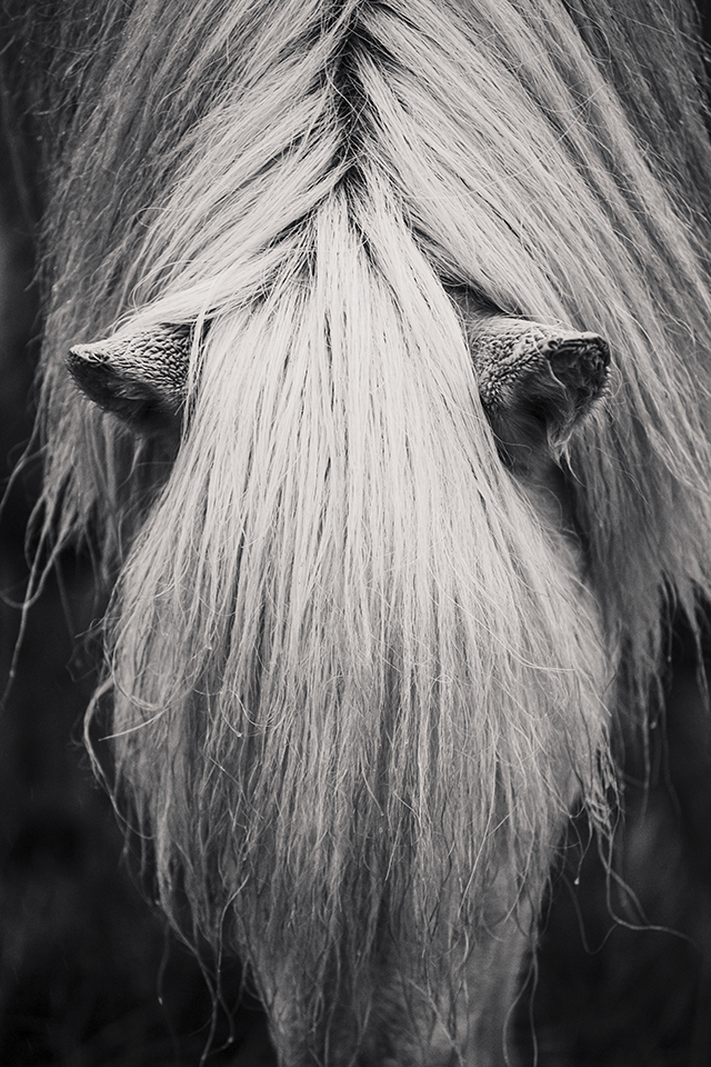 soundofsilence_fotoserie_ponyliebe_schwarz weiß Pferdefotografie Mähne Pferd Isländer