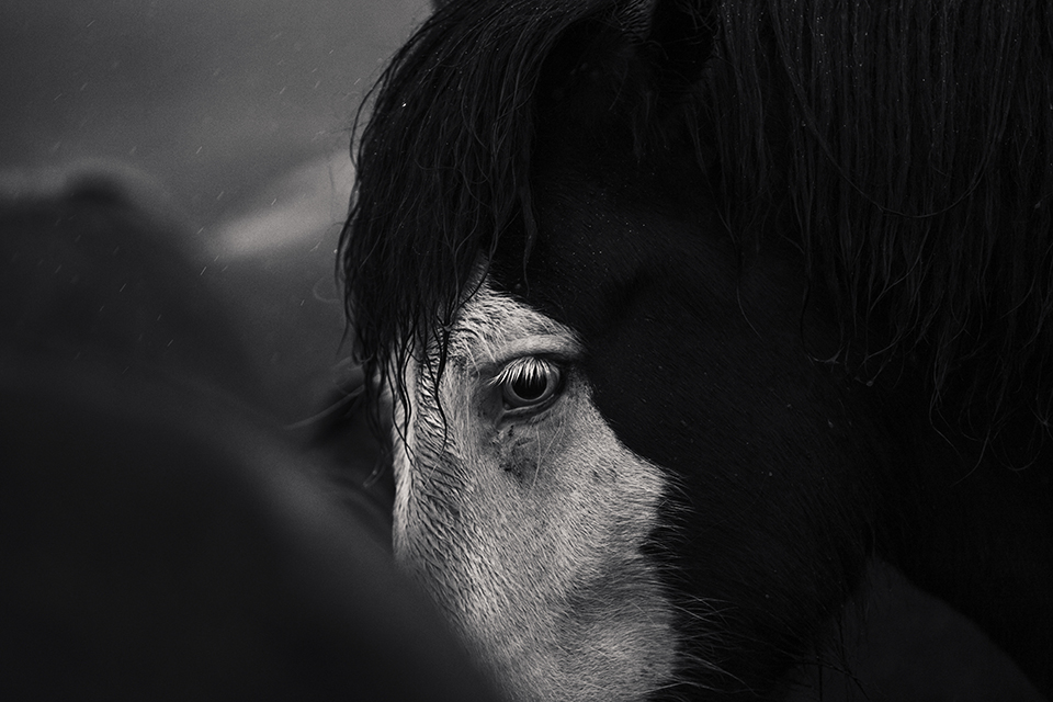 soundofsilence_fotoserie_ponyliebe_schwarz weiß Pferdefotografie Regen Tropfen Pferd