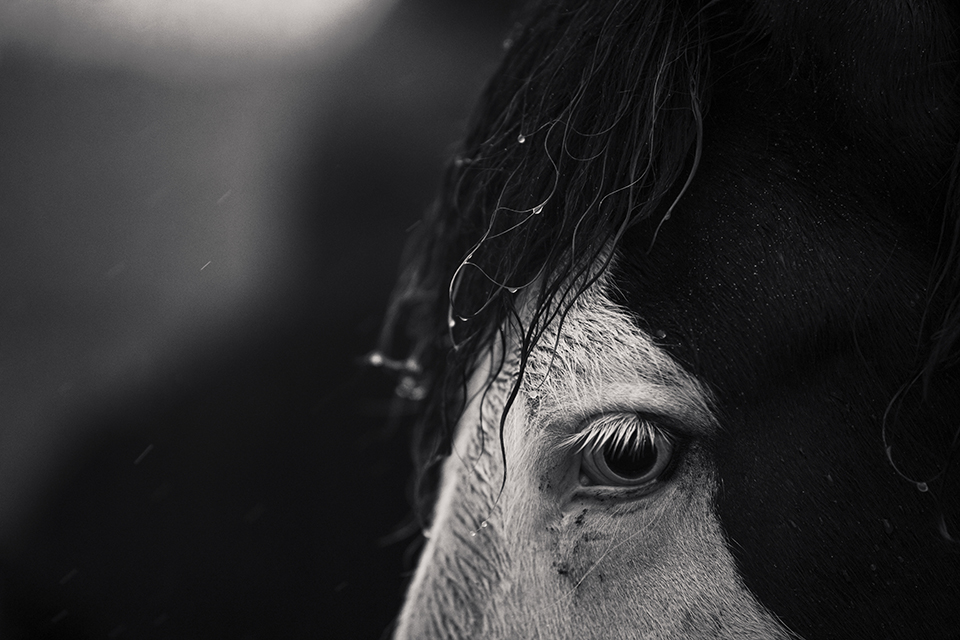 soundofsilence_fotoserie_ponyliebe_schwarz weiß Pferdefotografie Regentropfen