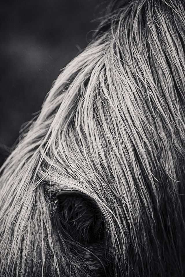 soundofsilence_fotoserie_ponyliebe_schwarz weiß Pferdefotografie