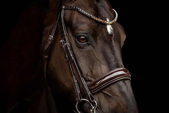 Warmblut Großpferd Portrait Schwarzer Hintergrund Black Beauty Pferdefotografie Aktion