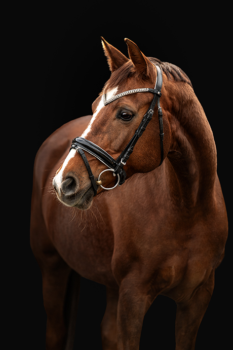 Warmblut Großpferd Portrait Schwarzer Hintergrund Black Beauty Pferdefotografie