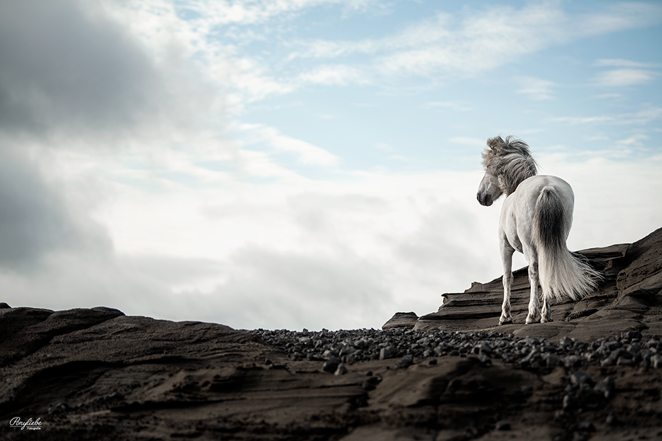 Pferdefotografie Island Kleifarvatn Schimmel Himmel Wolken Pferd