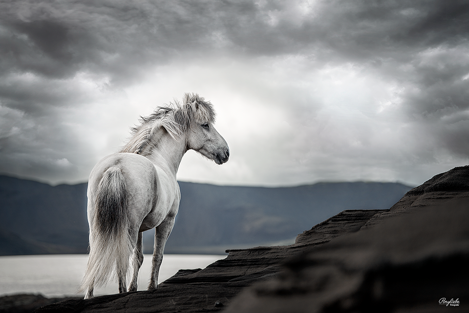 Pferdefotografie Island Kleifarvatn Schimmel Isländer Ponyliebe