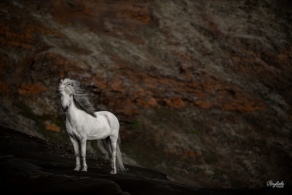 Pferdefotografie Island Kleifarvatn Schimmel Pferd Isländer Vulkanlandschaft