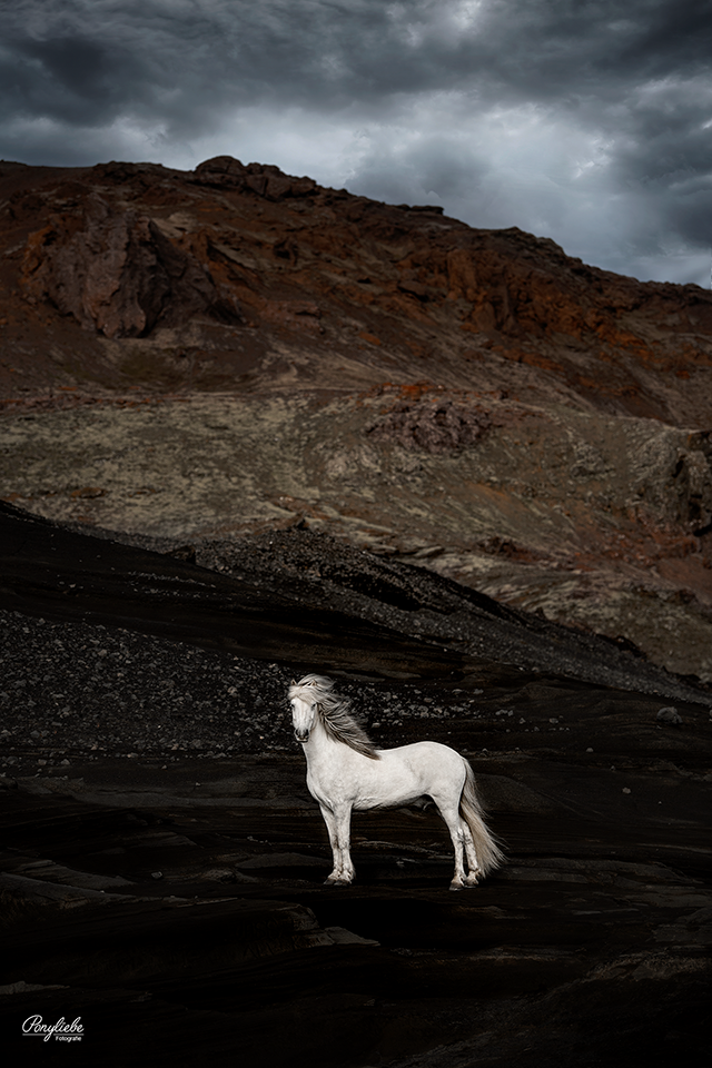 Pferdefotografie Island Kleifarvatn Schimmel Pony Pferd Dramatische Stimmung Ponyliebe