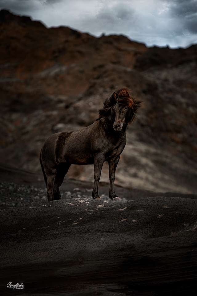 Pferdefotografie Island Kleifarvatn Vulkansand Asche Rappe