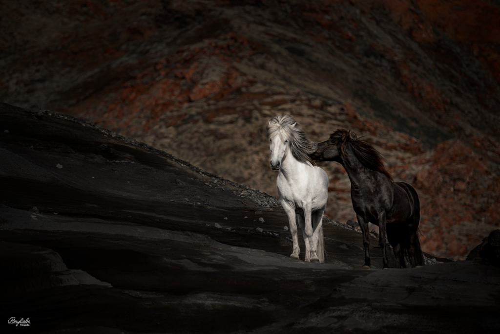 Pferdefotografie Island Kleifarvatn zwei Pferde Rappe und Schimmel Schwarz und Weiß