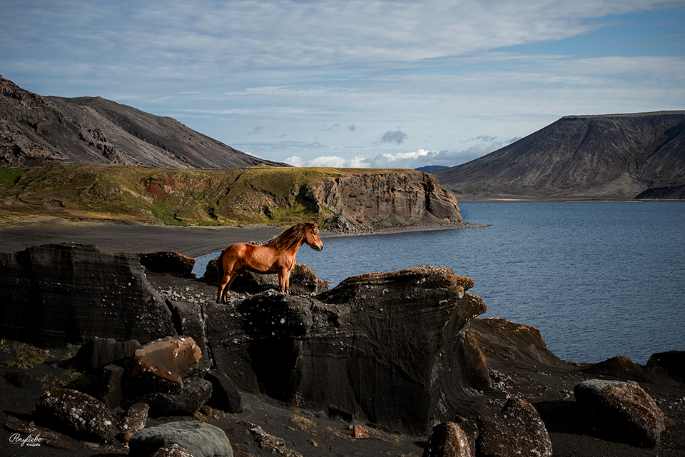 Pferdefotografie Island Kleifarvatn