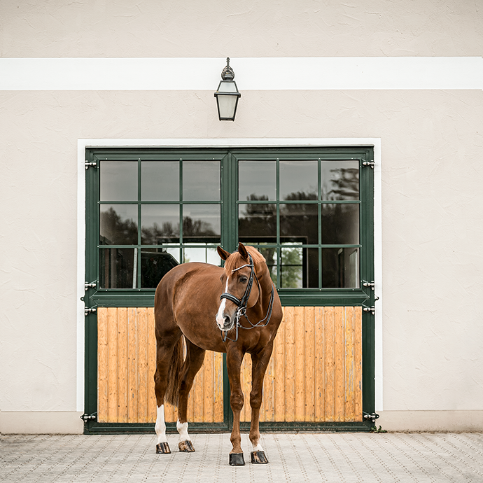 Dressur Reitsport Pferd Trense Kandare Pferdefotografie