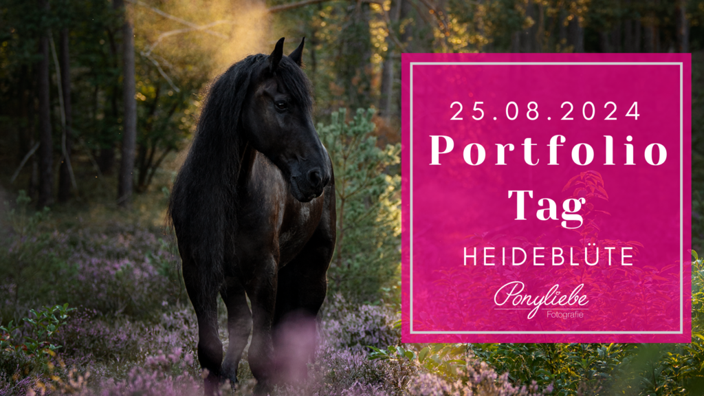 Portfoliotag Heide Pferdefotografie Nürnberg Bayern Pferde Bilder Fotoshooting