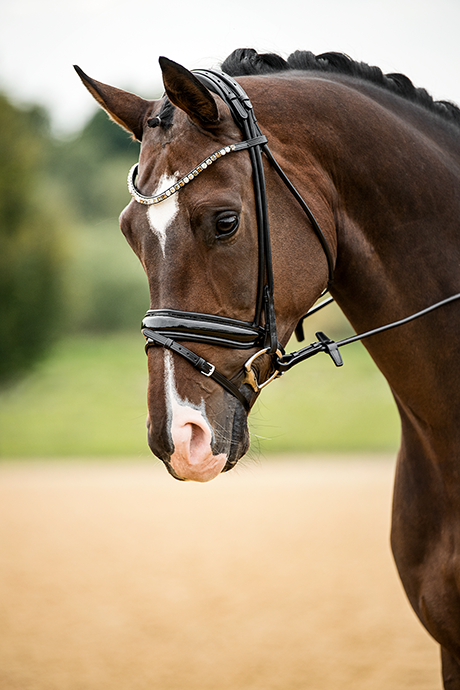 Portrait Dressur Reitbilder Pferd