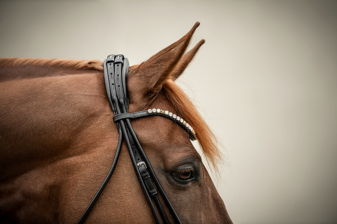 Portrait Reitsport Pferdefotografie