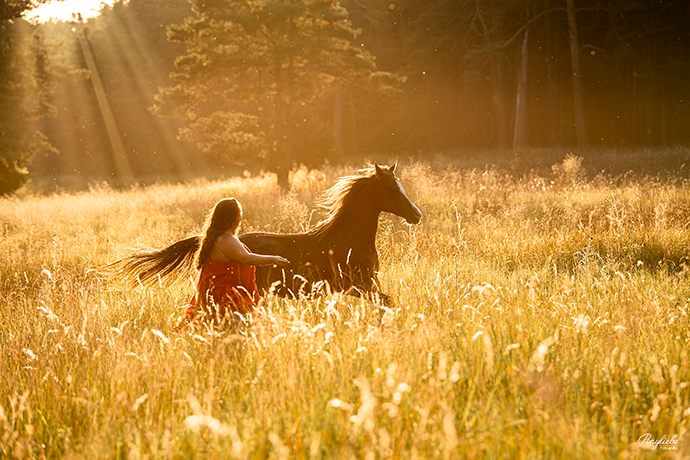 Freiarbeit mit Pferd Pferdefotografie Sommerabend Ponyliebe Fotografie