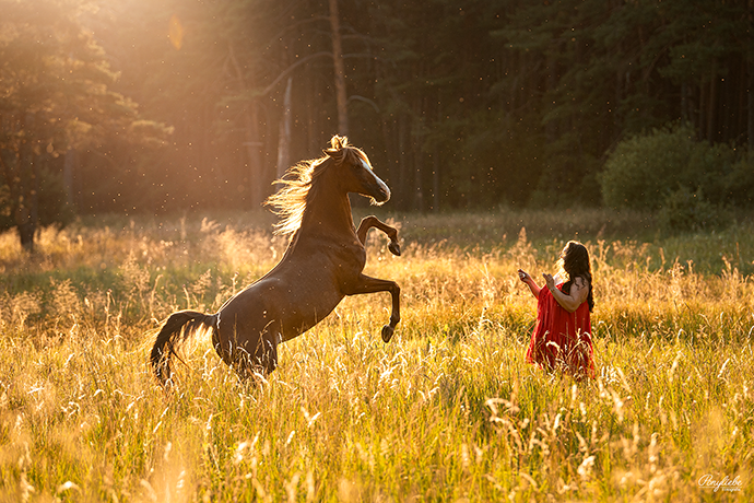 Steigen Zirzensik Pferdefotografie Sommerabend Ponyliebe Fotografie