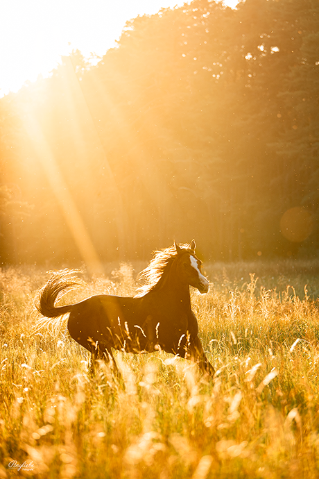 goldenes Licht Pferdefotografie Sommerabend Ponyliebe Fotografie